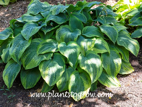 Hosta 'Blue River'